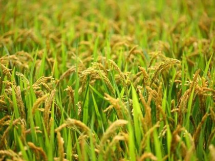 种植补贴扶持项目有哪些？补贴标准多少？2020年种植补贴政策解读