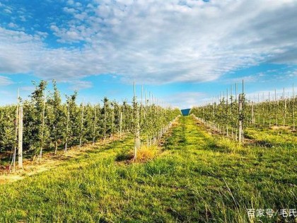 果树栽培技术｜果树施肥方法
