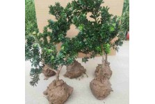 罗汉松树苗南通雀舌小米叶黑珍珠盆景素材小苗四季常青室内种植
